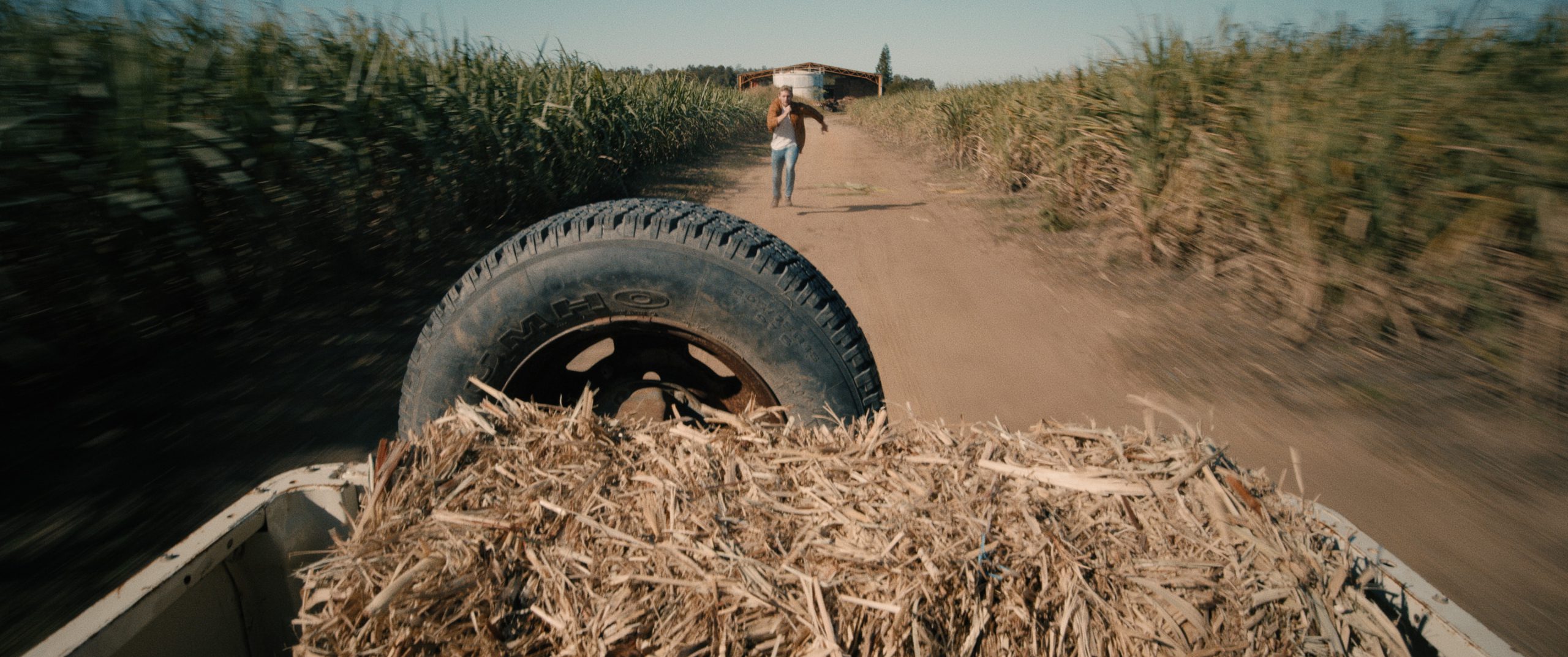 Color grading cornfield with golden hues and soft contrast